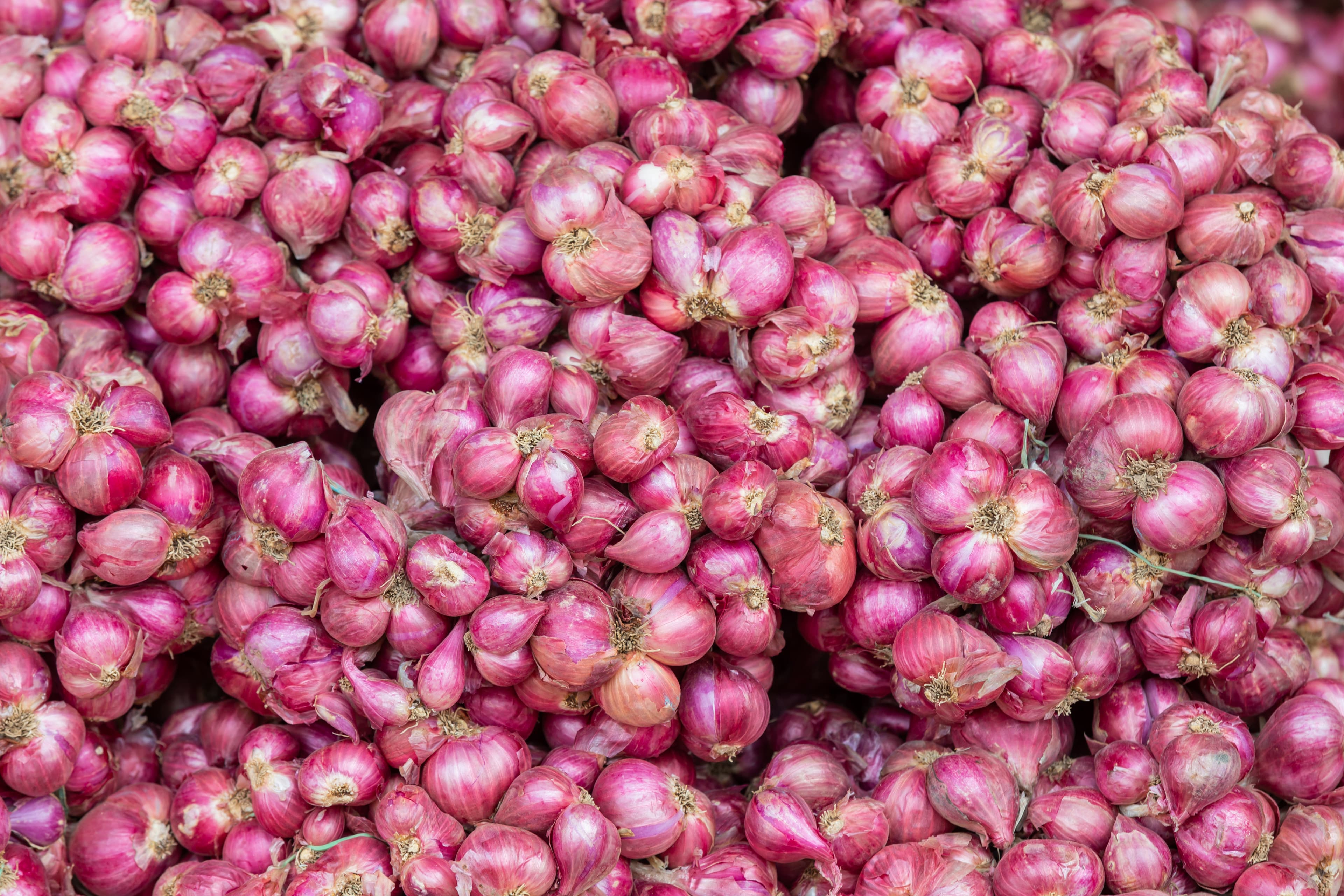 Onion Exporter in India