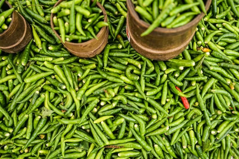 Green Chilli Exporter Gujarat